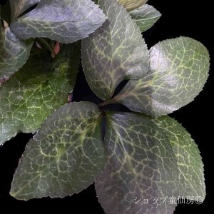 画像11: クリスマスローズ Ice N' roses 氷の薔薇マッディーマーブル4.5号