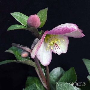 画像8: クリスマスローズ Ice N' roses 氷の薔薇マッディーマーブル4.5号