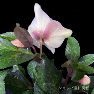 画像8: クリスマスローズ Ice N' roses 氷の薔薇ミアマーブル4.5号