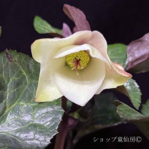 画像2: クリスマスローズ Ice N' roses 氷の薔薇ミラマーブル6号