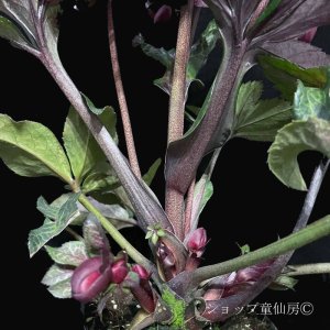 画像16: クリスマスローズ Ice N' roses 氷の薔薇モナマーブル4.5号