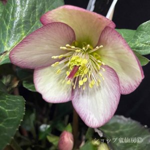 画像5: クリスマスローズ Ice N' roses 氷の薔薇マリーマーブル4.5号