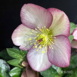 画像6: クリスマスローズ Ice N' roses 氷の薔薇マリーマーブル4.5号
