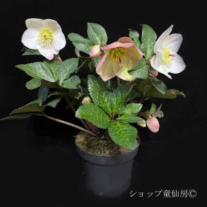 画像11: クリスマスローズ Ice N' roses 氷の薔薇ミアマーブル4.5号