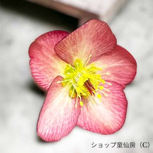 画像13: クリスマスローズ Ice N' roses 氷の薔薇マリーマーブル4.5号