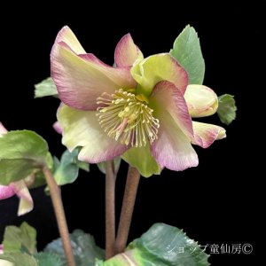 画像13: クリスマスローズ Ice N' roses 氷の薔薇パープルサンライズ4.5号