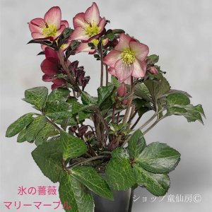 画像10: クリスマスローズ Ice N' roses 氷の薔薇マリーマーブル4.5号