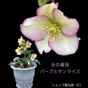 画像6: クリスマスローズ Ice N' roses 氷の薔薇パープルサンライズ4.5号