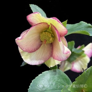 画像12: クリスマスローズ Ice N' roses 氷の薔薇パープルサンライズ4.5号