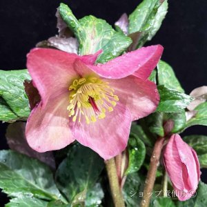 画像10: クリスマスローズ Ice N' roses 氷の薔薇ミンディーマーブル4.5号