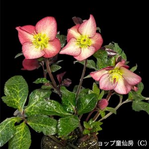 画像12: クリスマスローズ Ice N' roses 氷の薔薇マリーマーブル4.5号