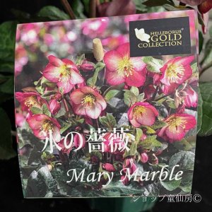 画像20: クリスマスローズ Ice N' roses 氷の薔薇マリーマーブル4.5号