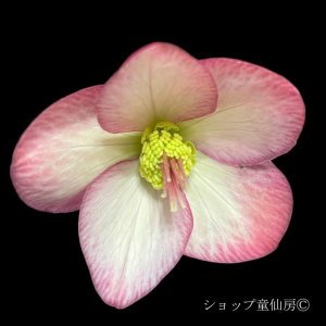 画像15: クリスマスローズ Ice N' roses 氷の薔薇マリーマーブル4.5号