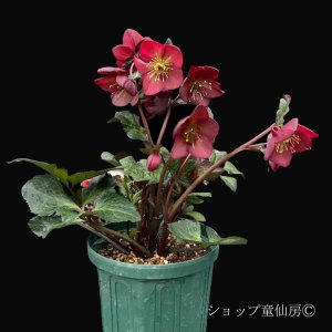 画像23: クリスマスローズ Ice N' roses 氷の薔薇マリーマーブル4.5号