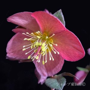 画像19: クリスマスローズ Ice N' roses 氷の薔薇マリーマーブル4.5号