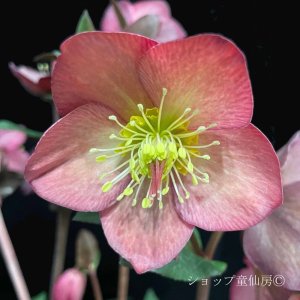 画像4: クリスマスローズ Ice N' roses 氷の薔薇マリーマーブル4.5号