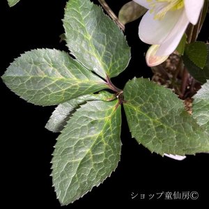 画像22: クリスマスローズ Ice N' roses 氷の薔薇ミアマーブル4.5号