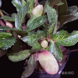 画像14: クリスマスローズ Ice N' roses 氷の薔薇マッディーマーブル4.5号