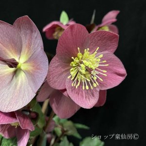 画像7: クリスマスローズ Ice N' roses 氷の薔薇メーガンマーブル4.5号