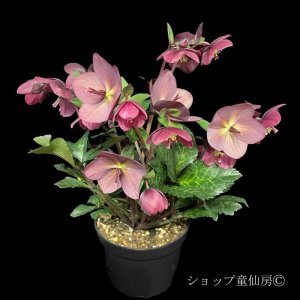 画像11: クリスマスローズ Ice N' roses 氷の薔薇メーガンマーブル4.5号