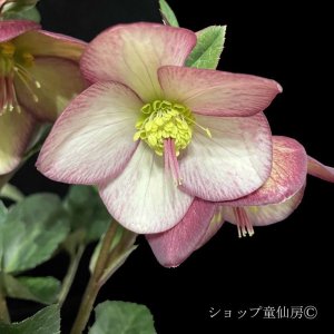 画像7: クリスマスローズ Ice N' roses 氷の薔薇マーシーマーブル4.5号