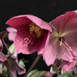 画像8: クリスマスローズ Ice N' roses 氷の薔薇メーガンマーブル4.5号