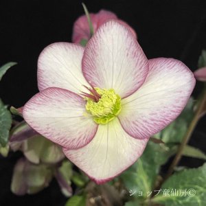 画像11: クリスマスローズ Ice N' roses 氷の薔薇マーシーマーブル4.5号