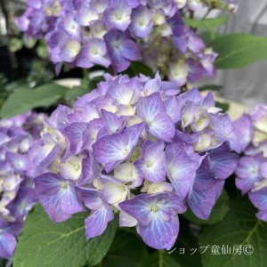 画像12: 四季咲【HBAディヴァフィオーレ・パープル】5号