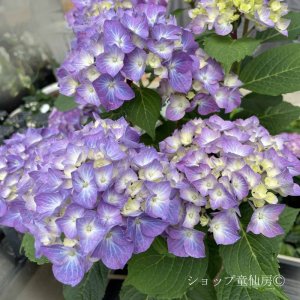 画像13: 四季咲【HBAディヴァフィオーレ・パープル】5号