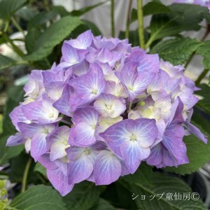 画像11: 四季咲【HBAディヴァフィオーレ・パープル】5号