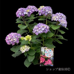 画像15: 四季咲【HBAディヴァフィオーレ・パープル】5号