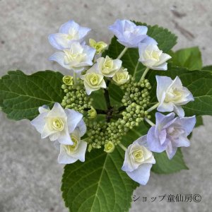 画像11: 庭のあじさい苗 【HBAフルーリン】3.5号