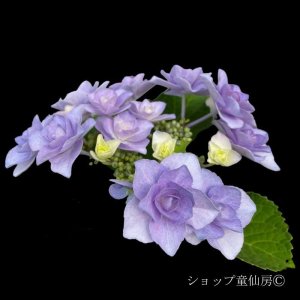 画像6: 庭のあじさい苗 【HBAフルーリン】3.5号