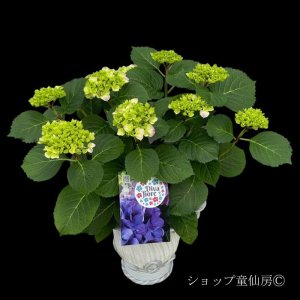 画像16: 四季咲【HBAディヴァフィオーレ・パープル】5号