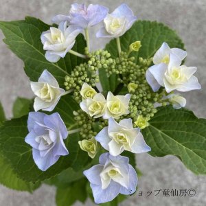 画像5: 庭のあじさい苗 【HBAフルーリン】3.5号