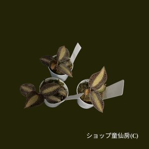 画像5: ジュエルオーキッド　 アネクトキルス・ ロクスバーギーL　2号