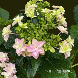 画像9: 庭のあじさい苗 【HBAフロリア】3.5号