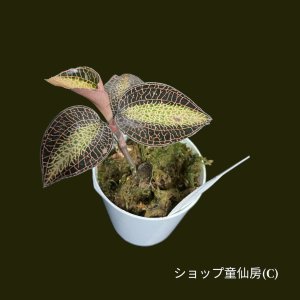 画像3: ジュエルオーキッド　 アネクトキルス・ ロクスバーギーL　2号