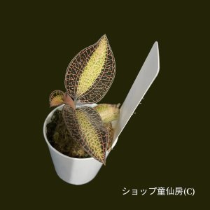 画像7: ジュエルオーキッド　 アネクトキルス・ ロクスバーギーL　2号