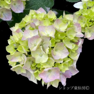 画像17: 四季咲【HBAディヴァフィオーレ・パープル】5号