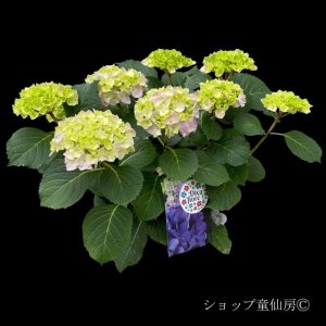 画像18: 四季咲【HBAディヴァフィオーレ・パープル】5号