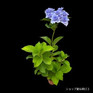 画像7: 庭のあじさい苗 【HBAフルーリン】3.5号