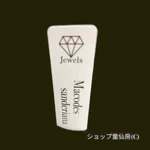 画像4: ジュエルオーキッド　 マコデス・サンデリアーナ　 2号