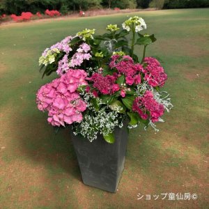 画像2: 庭のあじさい寄せ植え・角大鉢