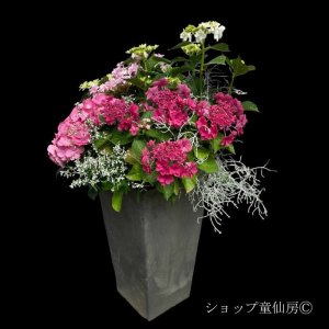 画像3: 庭のあじさい寄せ植え・角大鉢