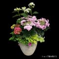 庭のあじさい寄せ植え・丸大鉢