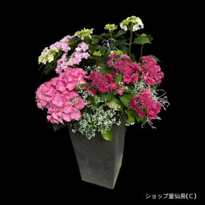 画像1: 庭のあじさい寄せ植え・角大鉢