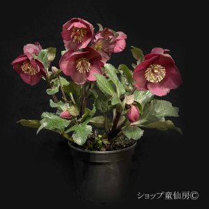 画像2: クリスマスローズ Ice N' roses 氷の薔薇イタリアーノ・ベノッタ6号