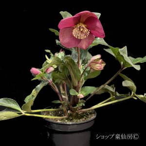 画像2: クリスマスローズ Ice N' roses 氷の薔薇イタリアーノ・ベノッタ4.5号