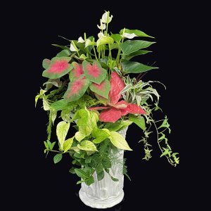 画像3: 寄せ植え No'46